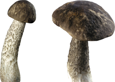 Dark Mushroom PNG