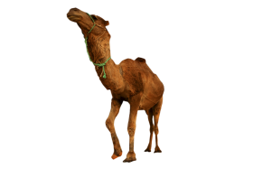 Desert Camel Standing PNG