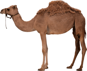 Desert Camel Standing PNG