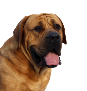 Dog Face PNG