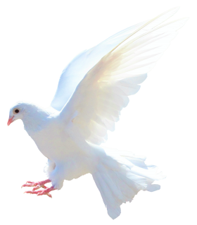 Dove PNG