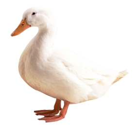 Duck White PNG
