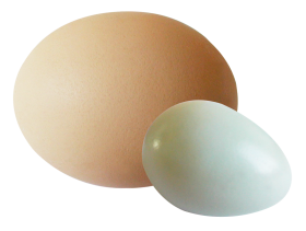 Half Fried Egg PNG Image - PurePNG  Free transparent CC0 PNG Image Library