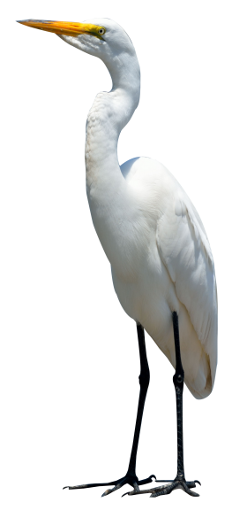 Egret Bird PNG