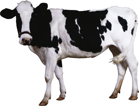 Female Black White Cow Standing PNG