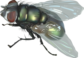 Fly PNG