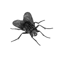 Fly PNG