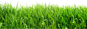 Grass PNG