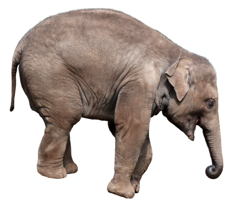 Gray Elephant Standing PNG