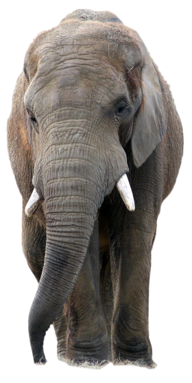 Gray Elephant Standing PNG