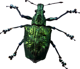 Green Bug PNG
