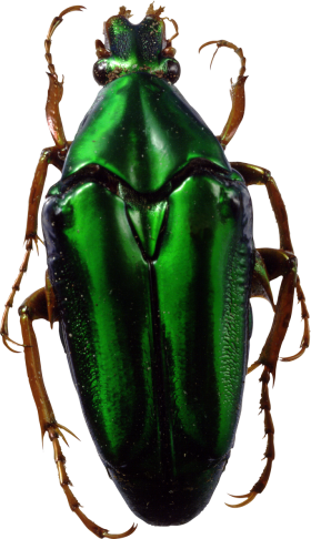 Green Bug PNG