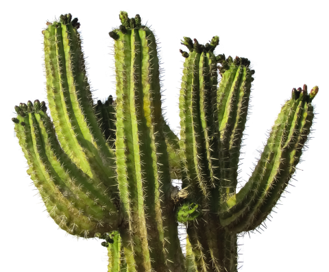 Green Cactus PNG