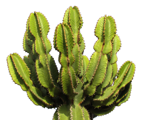 green Cactus PNG
