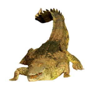Green Crocodile PNG