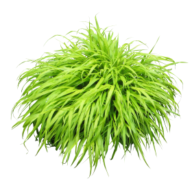 Green Grass PNG