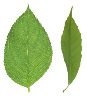 Green leaves PNG