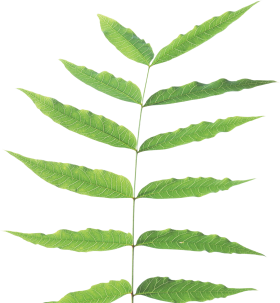 Green leaves PNG
