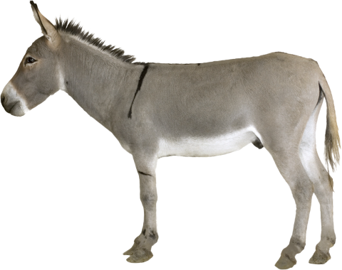 Grey Donkey Standing PNG