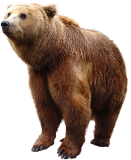 Grizzly Bear Standing PNG