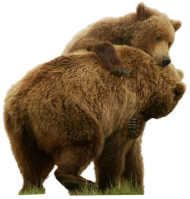 Grizzly Bear Standing PNG