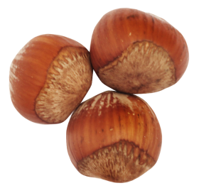 Hazelnut PNG