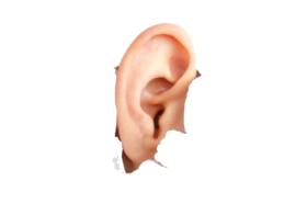 Human Ear PNG