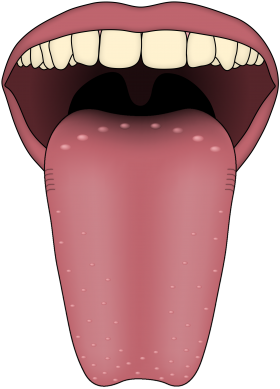 Human Tongue PNG