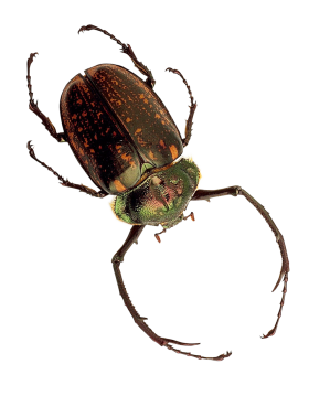 Insect PNG