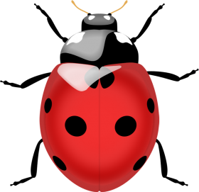 Ladybug PNG, Free Download Ladybug Clipart Images - Free