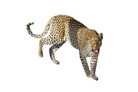 Leopard Standing PNG
