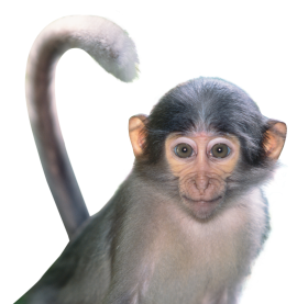 Free Transparent Monkey Png Images Download Purepng Free Transparent Cc0 Png Image Library - silly monkey roblox monkey free transparent png download pngkey