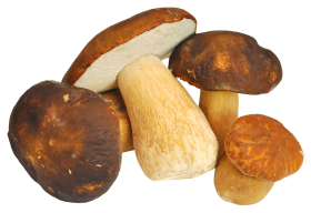 Mushroom PNG