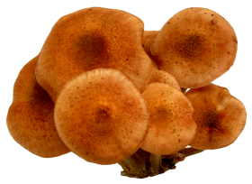 Mushrooms PNG