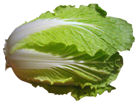 Napa Cabbage PNG