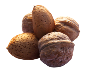 Nuts PNG
