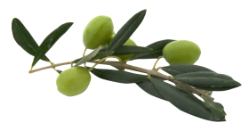 Olive With Leaves PNG