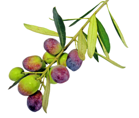 Olive With Leaves PNG