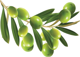 Olives PNG
