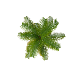 Palm Tree Top PNG