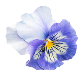 Pansy Flower PNG