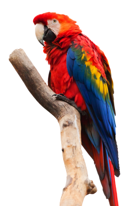 Parrot Macaw PNG