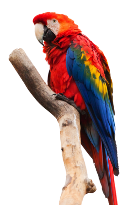 Parrot Sitting On A Stick PNG