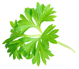 Parsley Leaf PNG