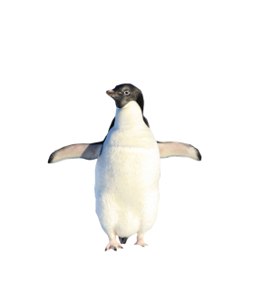 Penguin Standing PNG