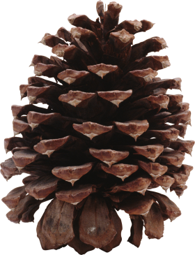 Pine Cone PNG
