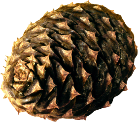 Pine Cone PNG