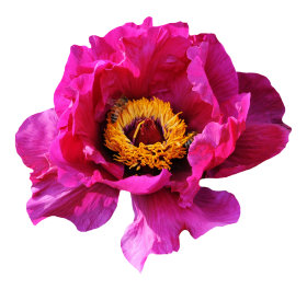 Pink Rose Flower PNG
