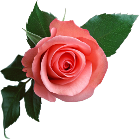 Pink Rose PNG