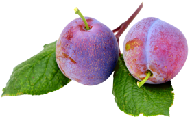 Plum With Leaf PNG